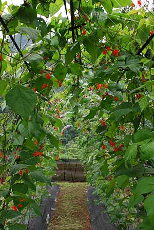 花豆の棚の中は見事になって来ました。