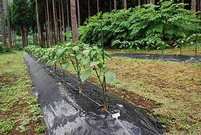 第一弾の神楽南蛮の枝がドンドン伸びて来ました。