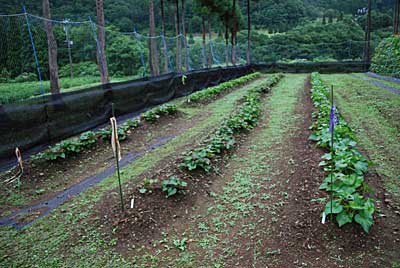 サツマイモ畑の雑草があんまり大きくならないうちに刈り払っておくことにしました。