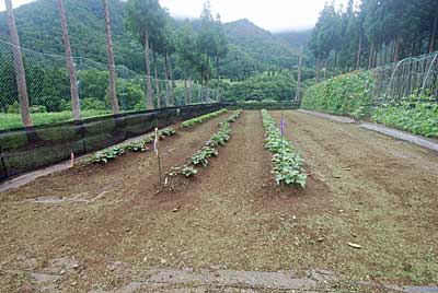 サツマイモ畑の除草完了しました。