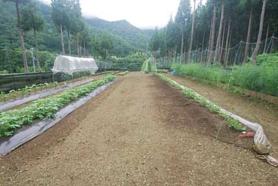 猿よけアミの中の畑の除草も完了しました。