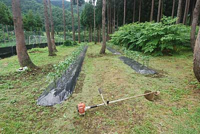 第一弾の神楽南蛮畑も草刈り機で除草することにしました。