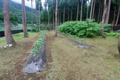 神楽南蛮の除草完了しました！