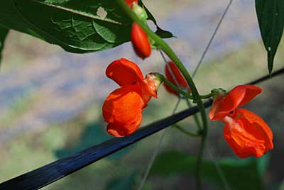 花豆の花、きれいです。