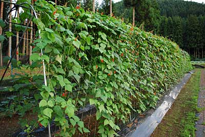 花豆が元気に花を咲かせています。