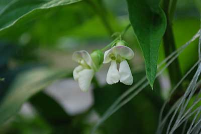 トラ豆？の花です。