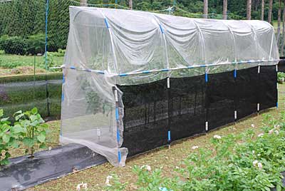 トマトハウスにカラス対策用に遮光アミと防虫アミを巻きました。