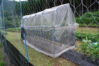 西陽がトマトには良いそうなので、光が入るように防虫アミを巻きました。