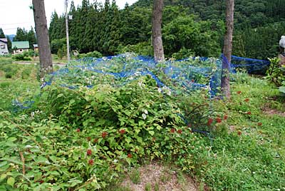 エビガライチゴの収穫が近づいて来ましたので、カラスよけ用にアミを被せました。