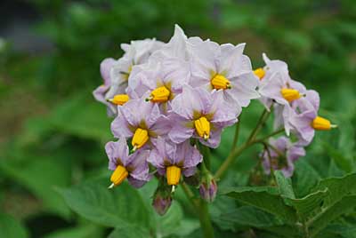  遅ればせながらキタアカリの花が満開です。