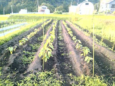 夕方、里芋畑の草取りをしました。