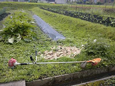 プチヴェール畑の除草前です。
