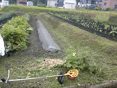 ヒモ刃で除草完了しました。