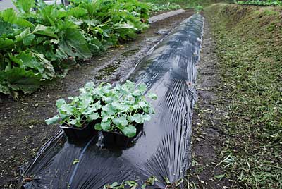 さっそく以前用意していた畑に定植することにしました。