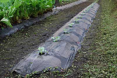 株間７０ｃｍでちょうど１６本定植することが出来ました。