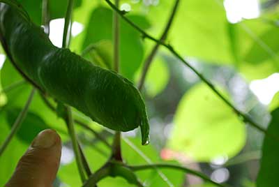うれしいことに、花豆のサヤが大きくなって膨らんできました。