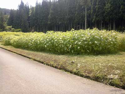 ため池の下の畑の草刈りを しました。