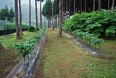 神楽南蛮畑の除草をしました。