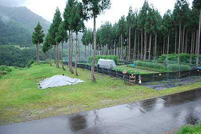今日も昨日に引き続き農園の草刈りをしました。