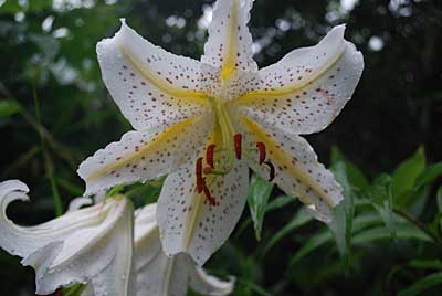 道路の脇の山ユリの花がきれいに咲いていました。