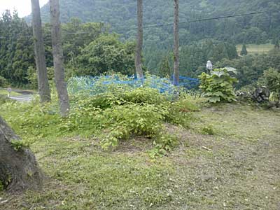 鳥害対策のためネットを被せただけでした。