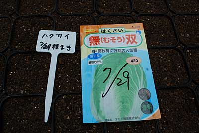 月末になったので、白菜の種まきをすることにしました。