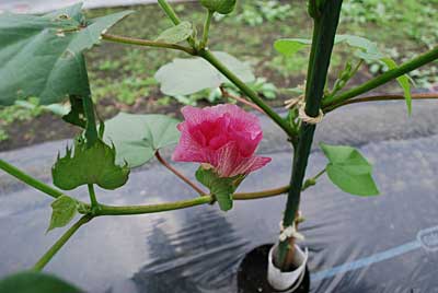 今朝は、ワタのピンク（赤）の花が咲いていました。