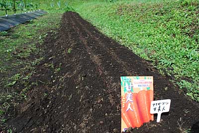 人参の種を播きました。