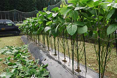 クラカケ豆が風で倒れないよう剪定とイボ竹に麻ヒモで固定しました。