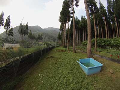 神楽なんばんの脇の草刈りもしました。