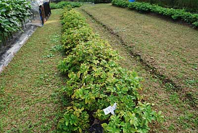 ジャガイモを 掘って植えることにしました。