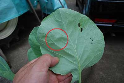 根気強く卵と青虫の撤去をしました。
