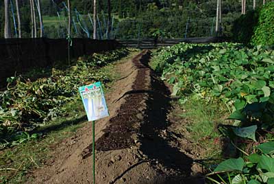 大根の種まきをしました。