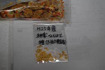 神楽南蛮のタネも本日、発送しました。