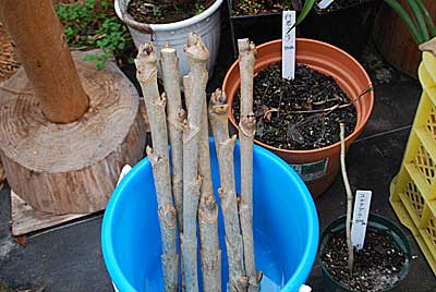 タラの木の予備が残ったので、ハウス内で促成栽培することにしました。