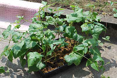 残っていた花豆の苗の鉢上げをしました。