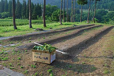 雨を待とうと思ったのですが、夕方、定植することにしました。
