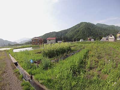 通称「下の畑」が雑草で凄いことになっていました。