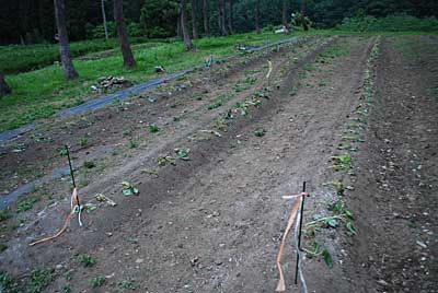 定植したサツマイモですが、雨が降らないので無事活着してくれるのか心配です。
