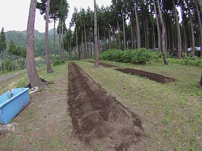 今回は里芋を１０５個、定植しました。