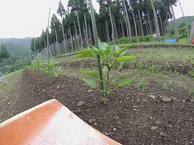 神楽南蛮の剪定をしました。