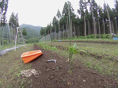 剪定と一番実を撤去してから支柱に麻ヒモで固定しました。