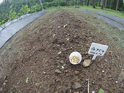 めずらしい白小豆の種を３０株ほど種まきしました。
