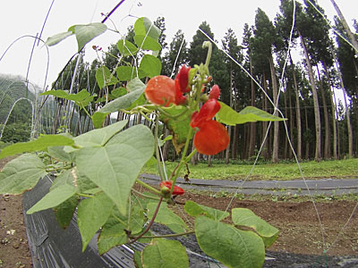 連日の雨で、花豆が活着してくれたみたいで、元気になって来ました。