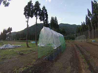 先日、強風で崩壊したトマトハウスだけ、何とか修復しました。