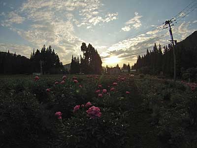 シャクヤクがあんまりきれいでしたので、夕陽をバックに撮らせていただきました。