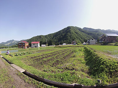 耕耘前は、草だらけです。