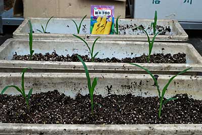 スイートコーンをプランターに定植しました。