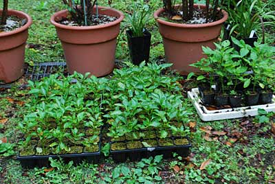 第二弾の神楽南蛮は、林業が忙しくて、まだ定植が出来ません。