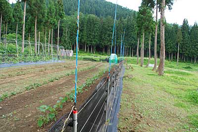 暗くなる前に、アミを張る支柱（ダンポール）立てが終わりました。